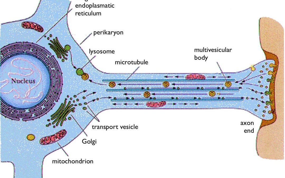 Кластери білку амілоїдів позбавляють клітини мозку енергії
