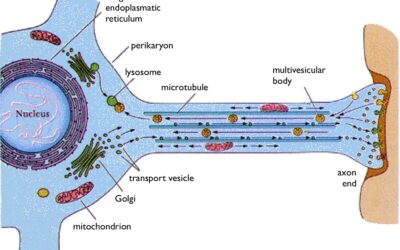 Кластери білку амілоїдів позбавляють клітини мозку енергії