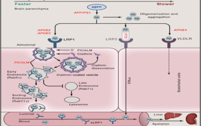 Наночастинки відновлюють гематоенцефалічний бар’єр мозку та виводять бета-амілоїд